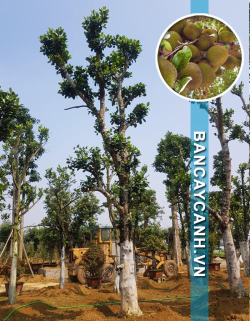 CÂY MÍT - ARTOCARPUS HETEROPHYLLUS HÀNG DÂM Ủ MÃ MITDA07